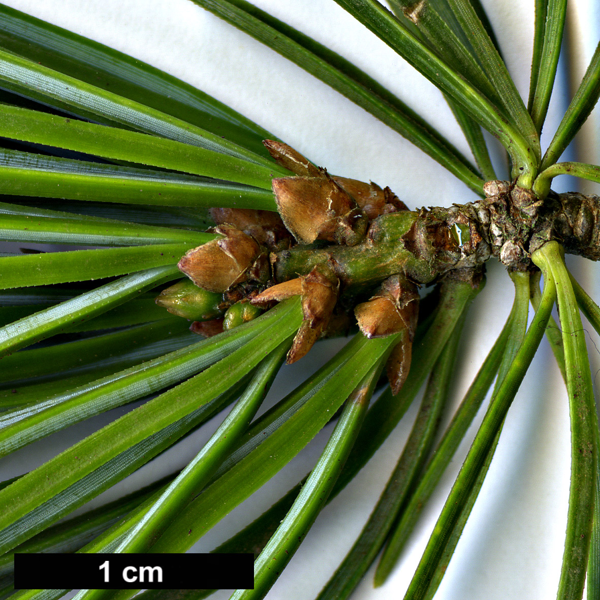 High resolution image: Family: Pinaceae - Genus: Pinus - Taxon: wangii - SpeciesSub: subsp. kwangtungensis